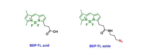 BDP FL